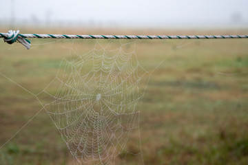 Spinnennetz am frühen Morgen von Nebel benetzt mit kleinen Wassertropfen