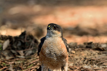 gavilán común macho posado en el suelo del bosque (Accipiter nisus) Ojén Andalucía España 
