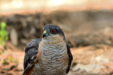  gavilán común macho posado en el suelo del bosque (Accipiter nisus) Ojén Andalucía España 