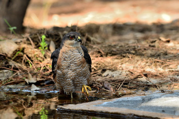  gavilán común macho bebiendo y bañándose en el estanque  del bosque (Accipiter nisus) Ojén...