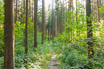 Footpath in a summer sunny forest, beautiful landscape, Butovsky woodland park, Moscow