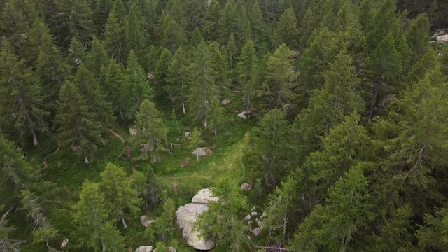 moving forward to pine woods forest lake and mountain valley in summer day. Europe Italy Alps outdoor green nature scape  wild aerial establisher  Devero , Piedmont Alpine