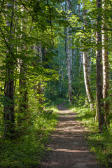 Footpath in a summer sunny forest, beautiful landscape, Butovsky woodland park, Moscow