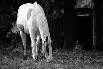 Obraz na płótnie Canvas Paint horse bred mare grazing in black and white close up on farm, copy space on dark background.