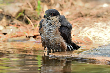   gavilán común macho bebiendo y bañándose en el estanque  del bosque (Accipiter nisus) Ojén Andalucía España 