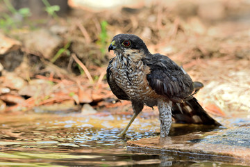  gavilán común macho bebiendo y bañándose en el estanque  del bosque (Accipiter nisus) Ojén Andalucía España   