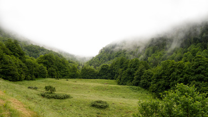 Obraz premium Misty mountain landscape. Pyrenees. Fog in forest. 
