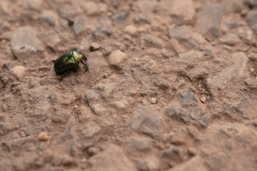 Bug