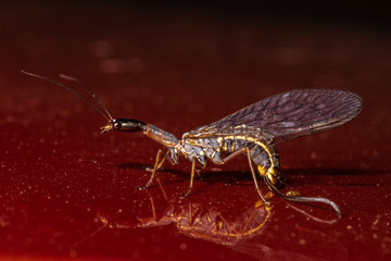 Snakefly (Agulla spec, likely Agulla assimilis)