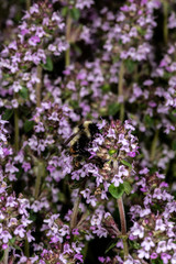 German, Garden or Common thyme (Thymus vulgaris)