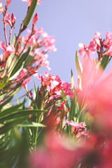 Pink flowers; summer flowers, floral background