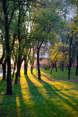 The sun breaks through the leaves of the trees in the morning in the city park