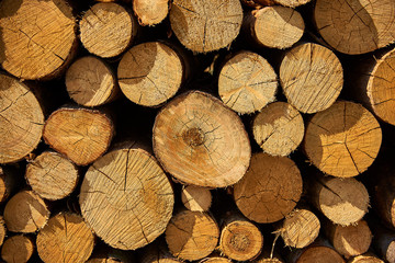 Pine logs are stacked in the forest
