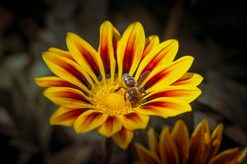 Red striped Gazania Rigens (