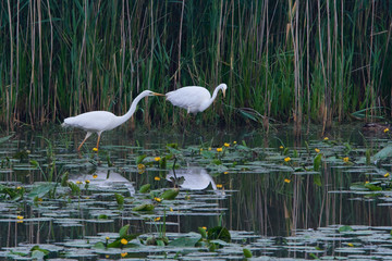 Silberreiher in der Oberlausitz	