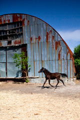 Horse walking in the paddock spring day.
