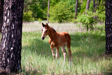 Horse walking in the paddock spring day.