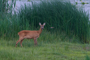 Reh am Morgen in der Oberlausitz	