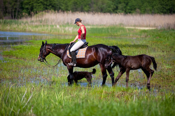 Horse walking in the paddock spring day.