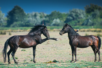 Fototapeta na wymiar Wild horses in Letea Forest from Danube Delta in Romania during a blue sky sunny day