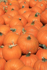 Pile of Fall Harvest Pumpkins Halloween and Thanksgiving holiday Background