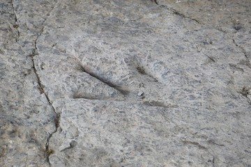 Theropod dinosaur icnite in Enciso.