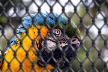 old Macaw-canindé, with yellow and blue bellies, who suffered abuse in captivity. Wounded bird,...