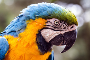 40-year-old old macaw, with pointed feathers, scared scared animal, yellow-and-blue-bellied bird, native to the Amazon, domestic animal.