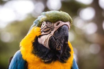 old Macaw-canindé with broken beak, wound due to animal trafficking, bird in captivity.