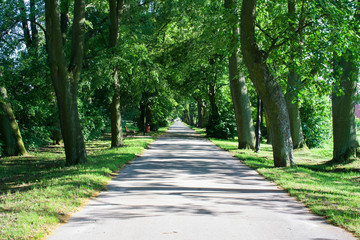 Fototapeta na wymiar The avenue is surrounded by green linden trees