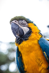 old Brazilian Macaw, 40 years old, yellow-and-blue-bellied bird, native to the Amazon, domestic animal.