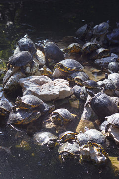 Many turtles in small artificial lake, lie on the sun; animals and nature