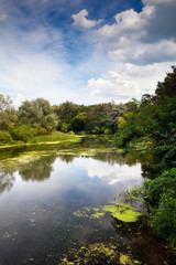 River on a summer day in the forest among the trees