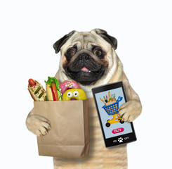 The pug dog orders food online by a smartphone. White background. Isolated.