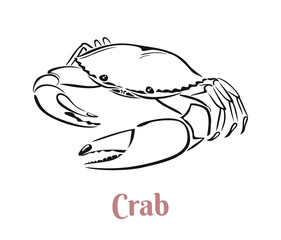 Crab black and white outline. Vector illustration. Seafood label, icon.