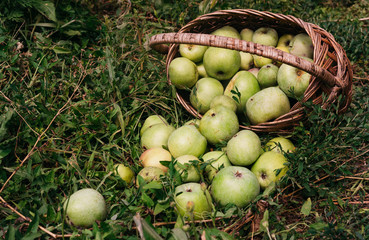 Fresh bright green apples in an upturned basket, the farmer's harvest of late summer and early autumn. Apple saved. A basket of apples is lying on the ground and some of the crop is on the grass.