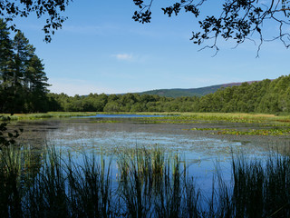 reflection of trees in water, water lilies and vegetation on the water, blue sky. Loch Clarach,...