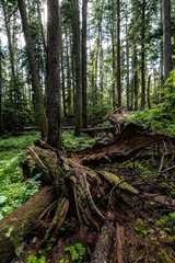 Cedar Forest at Priest Lake State Park, Idaho