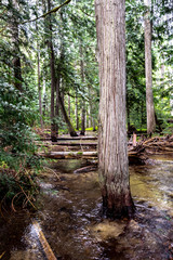 Creek running into Priest Lake State Park, Lionhead Unit, Idaho