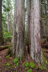 Obraz premium Cedar Forest at Priest Lake State Park, Idaho