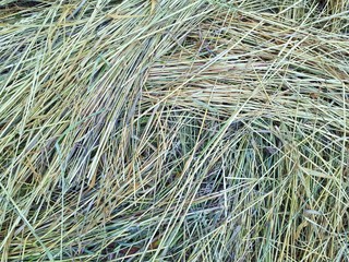 Dry haystack close-up. Field, agriculture.