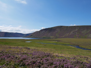 Fototapeta na wymiar river on a green meadow, heather in blossom, hills and a lake at the distance with blue sky