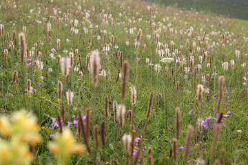 Summer field with grass and flowers
partial focused and blurred background