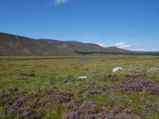 Fototapeta premium purple heather in summer, green vegetation and hills at the distance, with blue sky