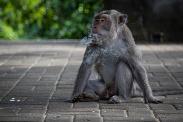 A monkey in a wild forest blows smoke from its mouth. Animals, primates, wildlife, travel, fauna, tropics, freedom, wild, forest, Indonesia, funny, smoke