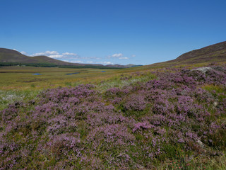 Fototapeta premium purple heather in summer, green vegetation and hills at the distance, with blue sky