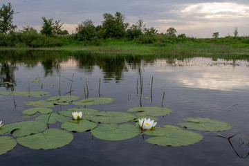 Water lilies, a white flower with large leaves floating on the surface of the water.