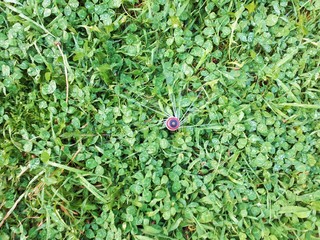 Irrigation system for the garden. Sprinklers water young, green clover.