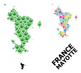 Fototapeta na wymiar Vector Mosaic Map of Mayotte Islands of Colored and Green Marijuana Leaves and Solid Map