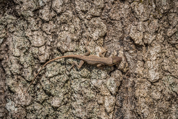 Anole camouflage on tree bark